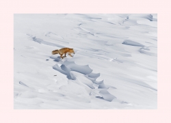 Renard des glaces