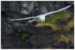 Fulmar Boréal