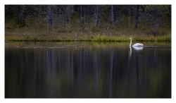 cygne chanteur