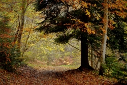 Les feuilles sous les pas