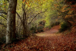 Le génie de la forêt