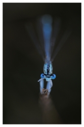Magie bleue