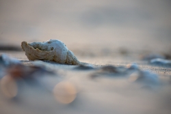 le coquillage