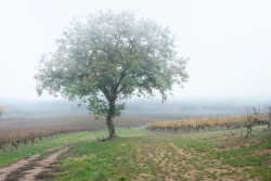 Mon arbre un autre jour