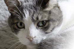Mon chat
