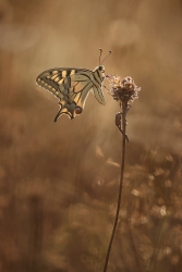 Un soir, dans la prairie...