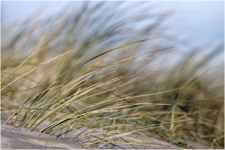 Sur le chemin des dunes...