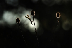 Silhouette crépusculaire...