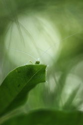 Vous prendrez bien un p'tit vert ?...