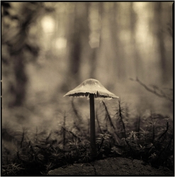 Sous-bois