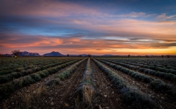 Valensole en hiver