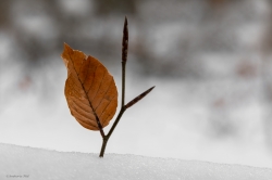 Nature morte dans la neige