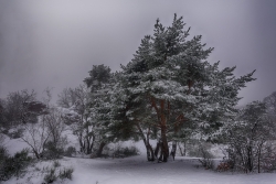 J'ai vu l'hiver