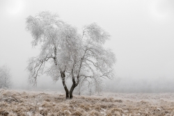 Nous restons dans les Hautes Fagnes