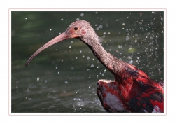 La toilette de l'ibis