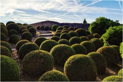 Les buis d'Amboise