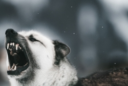 Fury
