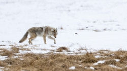 Le coyote