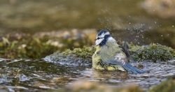 L'heure du bain