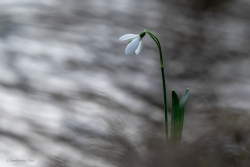 La clochette d'hiver (perce-neige)