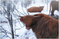 Highlands and the mist...