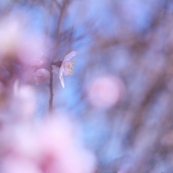 Fleur à Montblanc