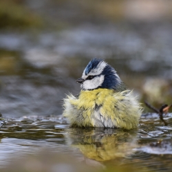 Au bain