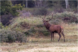 jeune cerf