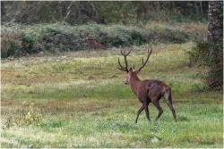 le cerf s'en va déjà