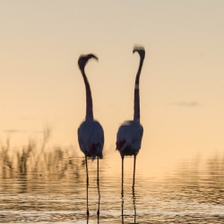 Flamant autrement