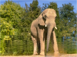 sortie de bain pour l'éléphant