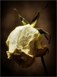 Nature morte