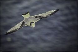 Kodachrome, Mouette Tridactyle