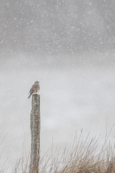Regarder la neige tomber