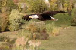 le vol de l'aigle (sans pétouille... du moins j'espere !)