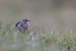 Petite boule de plumes