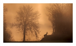 l'arbre et le chevreuil