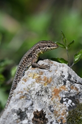 Lézard des murailles