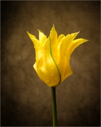 tulipe