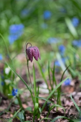 La Tulipe Noire
