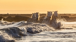 Surf in Camargue