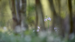 Cardamine