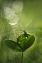 Bulles de vert...