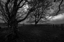 Arbres au crépuscule