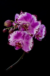 orchidées