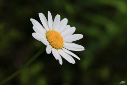 Marguerite