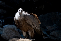 Vautour au reveil