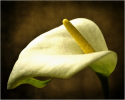 Calla