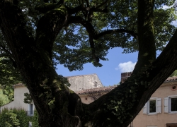 L'Arbre amoureux