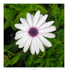 Marguerite